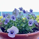 Вилла Sul Mare Con Giardino E Vista Mozzafiato *