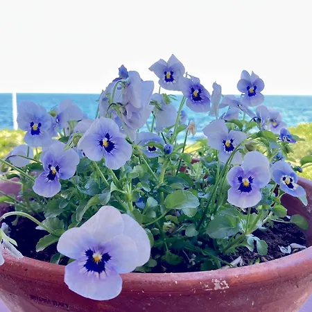 Villa Sul Mare Con Giardino E Vista Mozzafiato *